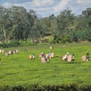 Local farmers harvesting tea leaves. They are wearing baskets for collecting the leaves on their backs.