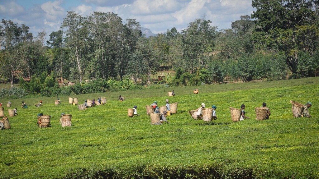 Local farmers harvesting tea leaves. They are wearing baskets for collecting the leaves on their backs.